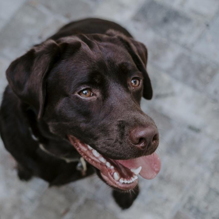 Portrait of Mira Solano, community mentor and Italian cuisine specialist